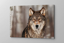 Obraz Alfa samec 1550